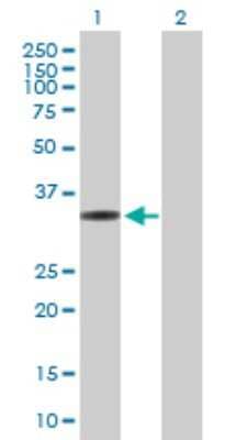 Western Blot: MRPL1 Antibody [H00065008-B01P] - Analysis of MRPL1 expression in transfected 293T cell line by MRPL1 polyclonal antibody.  Lane 1: MRPL1 transfected lysate(33.33 KDa). Lane 2: Non-transfected lysate.