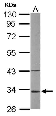 Western Blot: MRPL1 Antibody [NBP2-19394] - Sample (50 ug of whole cell lysate) A: Mouse Liver, 10% SDS PAGE gel, diluted at 1:1000.