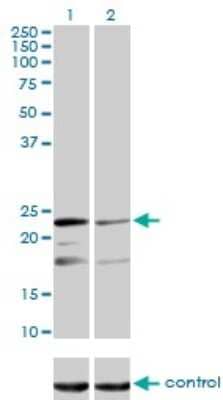Western Blot: MRPL12 Antibody (3B12-1A3) [H00006182-M01] - Analysis of MRPL12 over-expressed 293 cell line, cotransfected with MRPL12 Validated Chimera RNAi ( Cat # H00006182-R01V ) (Lane 2) or non-transfected control (Lane 1). Blot probed with MRPL12 monoclonal antibody (M01), clone 3B12-1A3 (Cat # H00006182-M01 ). GAPDH ( 36.1 kDa ) used as specificity and loading control.