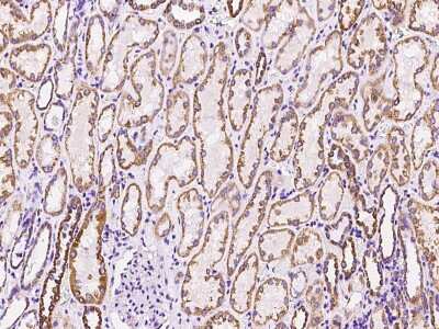 Immunohistochemistry-Paraffin: MRPL12 Antibody [NBP2-97472] - Immunochemical staining of human MRPL12 in human kidney with rabbit polyclonal antibody at 1:200 dilution, formalin-fixed paraffin embedded sections.