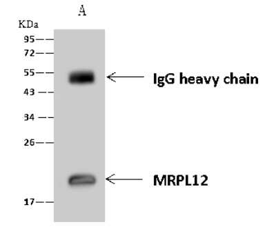 Immunoprecipitation: MRPL12 Antibody [NBP2-97472] - MRPL12 was immunoprecipitated using: Lane A: 0.5 mg A431 Whole Cell Lysate 4 ul anti-MRPL12 rabbit polyclonal antibody and 60 ug of Immunomagnetic beads Protein A/G.  Primary antibody: Anti-MRPL12 rabbit polyclonal antibody, at 1:100 dilution. Secondary antibody: Goat Anti-Rabbit IgG (H+L)/HRP at 1/10000 dilution. Developed using the ECL technique. Performed under reducing conditions. Predicted band size: 21 kDa. Observed band size: 21 kDa