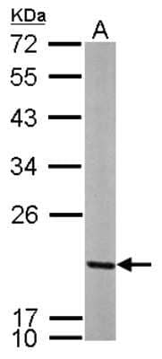 Western Blot: MRPL12 Antibody [NBP2-19397] - Sample (50 ug of whole cell lysate) A: Mouse Brain, 12% SDS PAGE gel, diluted at 1:1000.