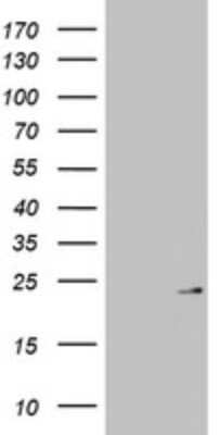 Western Blot MRPL13 Antibody (OTI6A11)