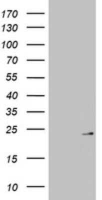 Western Blot: MRPL13 Antibody (OTI6A11) - Azide and BSA Free [NBP2-72780] - Analysis of HEK293T cells were transfected with the pCMV6-ENTRY control (Left lane) or pCMV6-ENTRY MRPL13.