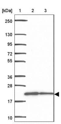 Western Blot MRPL13 Antibody