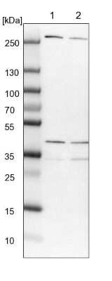 Western Blot MRPL15 Antibody