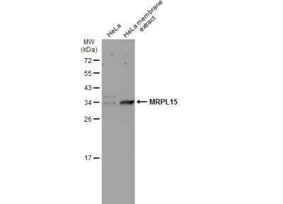 Western Blot MRPL15 Antibody
