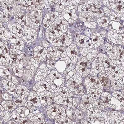 Immunohistochemistry-Paraffin: MRPL17 Antibody [NBP2-13610] Staining of human adrenal gland shows moderate nuclear positivity in glandular cells.