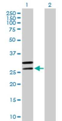 Western Blot: MRPL2 Antibody [H00051069-B01P] - Analysis of MRPL2 expression in transfected 293T cell line by MRPL2 polyclonal antibody.  Lane 1: MRPL2 transfected lysate(33.55 KDa). Lane 2: Non-transfected lysate.