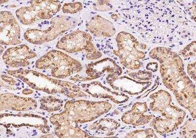 Immunohistochemistry-Paraffin: MRPL20 Antibody [NBP2-98645] - Staining of human MRPL20 in human kidney with rabbit polyclonal antibody at 1:100 dilution.