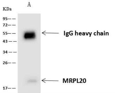 Immunoprecipitation: MRPL20 Antibody [NBP2-98645] - Lane A:0.5 mg HeLa Whole Cell Lysate4 uL anti-MRPL20 rabbit polyclonal antibody and 60 ug of Immunomagnetic beads Protein A/G.Primary antibody:Anti-MRPL20 rabbit polyclonal antibody,at 1:100 dilution Secondary antibody:Goat Anti-Rabbit IgG (H+L)/HRP at 1/10000 dilutionDeveloped using the ECL technique.Performed under reducing conditions.Predicted band size: 17 kDaObserved band size :19 kDa