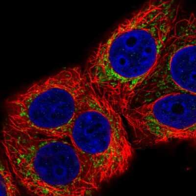 Immunocytochemistry/ Immunofluorescence MRPL22 Antibody