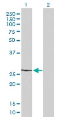 Western Blot: MRPL22 Antibody [H00029093-B01P] - Analysis of MRPL22 expression in transfected 293T cell line by MRPL22 polyclonal antibody.  Lane 1: MRPL22 transfected lysate(22.77 KDa). Lane 2: Non-transfected lysate.