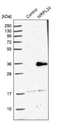Western Blot: MRPL24 Antibody [NBP1-81033] - Analysis in control (vector only transfected HEK293T lysate) and MRPL24 over-expression lysate (Co-expressed with a C-terminal myc-DDK tag (3.1 kDa) in mammalian HEK293T cells).