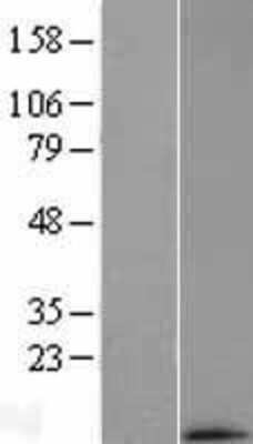 Western Blot: MRPL33 Overexpression Lysate (Adult Normal) [NBL1-13257] Left-Empty vector transfected control cell lysate (HEK293 cell lysate); Right -Over-expression Lysate for MRPL33.
