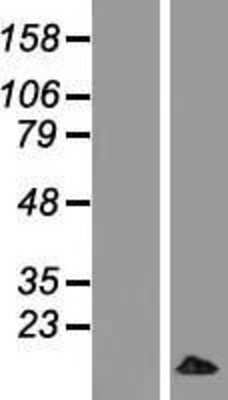 Western Blot: MRPL33 Overexpression Lysate (Adult Normal) [NBL1-13258] Left-Empty vector transfected control cell lysate (HEK293 cell lysate); Right -Over-expression Lysate for MRPL33.