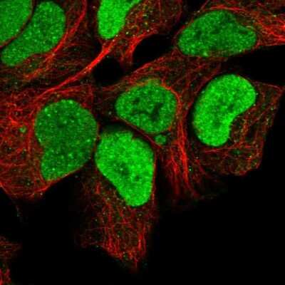 Immunocytochemistry/ Immunofluorescence MRPL34 Antibody - BSA Free