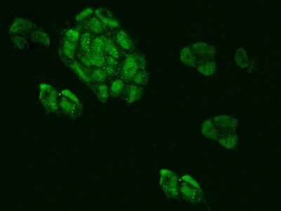 Immunocytochemistry/Immunofluorescence: MRPL34 Antibody [NBP2-97371] - Immunofluorescence staining of MRPL34 in HEK293 cells. Cells were fixed with 4% PFA, permeabilzed with 0.1% Triton X-100 in PBS, blocked with 10% serum, and incubated with rabbit anti-Human MRPL34 polyclonal antibody (dilution ratio 1:200) at 4C overnight. Then cells were stained with the Alexa Fluor(R)488-conjugated Goat Anti-rabbit IgG secondary antibody (green). Positive staining was localized to Nucleus.