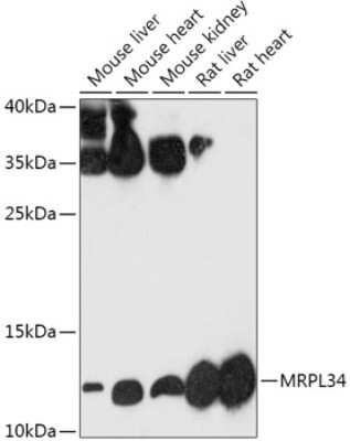 Western Blot MRPL34 Antibody - Azide and BSA Free