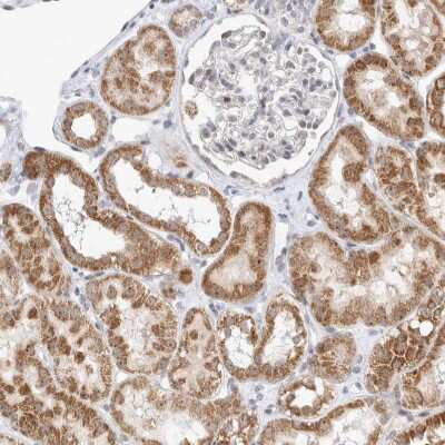 Immunohistochemistry-Paraffin: MRPL37 Antibody [NBP1-82622] - Staining of human kidney shows moderate granular cytoplasmic positivity in cells in tubules.