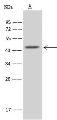 Western Blot: MRPL37 Antibody [NBP2-98521] - Anti-MRPL37 rabbit polyclonal antibody at 1:500 dilution. Lane A: U251MG Whole Cell Lysate Lysates/proteins at 30 ug per lane. Secondary Goat Anti-Rabbit IgG (H+L)/HRP at 1/10000 dilution. Developed using the ECL technique. Performed under reducing conditions. Predicted band size: 48 kDa. Observed band size: 45 kDa