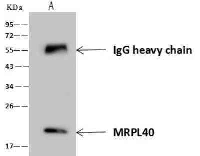 Immunoprecipitation: MRPL40 Antibody [NBP3-12583] - Lane A:0.5 mg A549 Whole Cell Lysate4 uL anti-MRPL40 rabbit polyclonal antibody and 60 ug of Immunomagnetic beads Protein A/G.Primary antibody:Anti-MRPL40 rabbit polyclonal antibody,at 1:100 dilution Secondary antibody:Goat Anti-Rabbit IgG (H+L)/HRP at 1/10000 dilutionDeveloped using the ECL technique.Performed under reducing conditions.Predicted band size: 24 kDaObserved band size :24 kDa