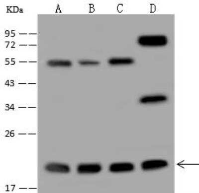 Western Blot MRPL40 Antibody