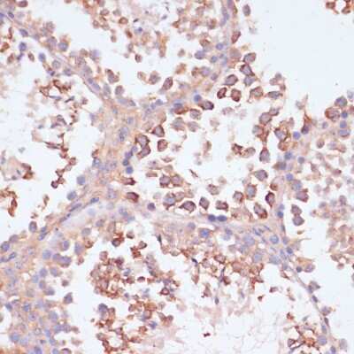 Immunohistochemistry-Paraffin: MRPL41 Antibody [NBP2-94391] - Paraffin-embedded mouse testis using MRPL41 .