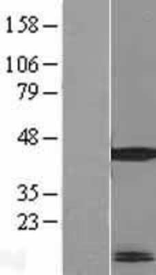 Western Blot: MRPL41 Overexpression Lysate (Adult Normal) [NBL1-13268] Left-Empty vector transfected control cell lysate (HEK293 cell lysate); Right -Over-expression Lysate for MRPL41.