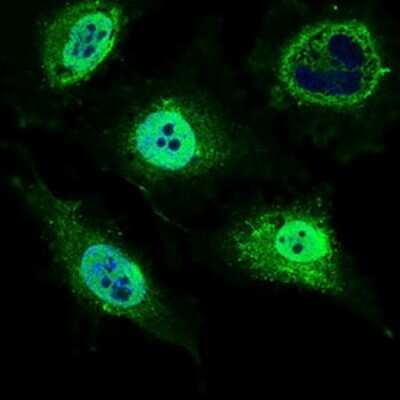 Immunocytochemistry/Immunofluorescence: MRPL42 Antibody (3H6G11) [NBP2-37393] - Immunofluorescence analysis of HeLa cells using MRPL42 mouse mAb (green). Blue: DRAQ5 fluorescent DNA dye.