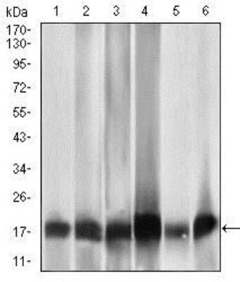 Western Blot: MRPL42 Antibody (3H6G11) [NBP2-37393] - Western blot analysis using MRPL42 mouse mAb against HL7702 (1), HepG2 (2), SMMC-7721 (3), HEK293 (4), HeLa (5), and Raji (6) cell lysate.