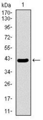 Western Blot: MRPL42 Antibody (3H6H2) [NBP2-37385] - Western blot analysis using MRPL42 mAb against human MRPL42 recombinant protein. (Expected MW is 41.2 kDa)