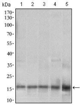 Western Blot: MRPL42 Antibody (3H6H2) [NBP2-37385] - Western blot analysis using MRPL42 mouse mAb against HL7702 (1), SMMC-7721 (2), HEK293 (3) , HeLa (4) and Raji (5) cell lysate.