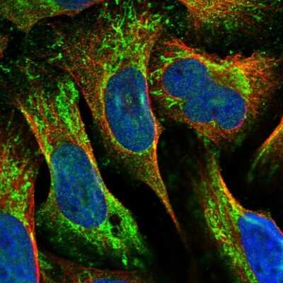 Immunocytochemistry/Immunofluorescence: MRPL42 Antibody [NBP1-83171] - Staining of human cell line U-2 OS shows localization to plasma membrane & mitochondria. Antibody staining is shown in green.