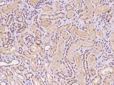 Immunohistochemistry-Paraffin: MRPL42 Antibody [NBP2-97198] - Immunochemical staining of human MRPL42 in human kidney with rabbit polyclonal antibody at 1:100 dilution, formalin-fixed paraffin embedded sections.