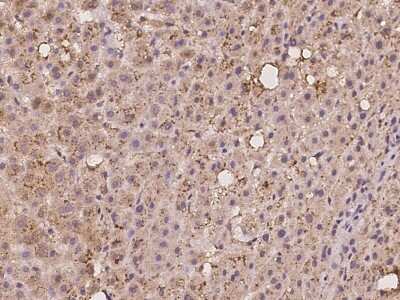 Immunohistochemistry-Paraffin: MRPL42 Antibody [NBP2-97198] - Immunochemical staining of human MRPL42 in human liver with rabbit polyclonal antibody at 1:100 dilution, formalin-fixed paraffin embedded sections.