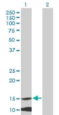 Western Blot: MRPL42 Antibody [H00028977-B01P] - Analysis of MRPL42 expression in transfected 293T cell line by MRPL42 polyclonal antibody.  Lane 1: MRPL42 transfected lysate(15.62 KDa). Lane 2: Non-transfected lysate.