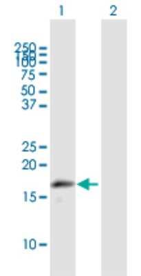 Western Blot: MRPL43 Antibody [H00084545-B01P] - Analysis of MRPL43 expression in transfected 293T cell line by MRPL43 polyclonal antibody.  Lane 1: MRPL43 transfected lysate(17.49 KDa). Lane 2: Non-transfected lysate.
