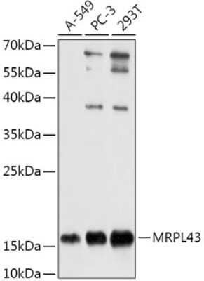 Western Blot: MRPL43 Antibody [NBP2-93527] - Analysis of extracts of various cell lines, using MRPL43 at 1:1000 dilution.Secondary antibody: HRP Goat Anti-Rabbit IgG (H+L) at 1:10000 dilution.Lysates/proteins: 25ug per lane.Blocking buffer: 3% nonfat dry milk in TBST.Detection: ECL Basic Kit .Exposure time: 10s.