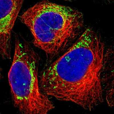 Immunocytochemistry/Immunofluorescence: MRPL45 Antibody [NBP1-82764] - Staining of human cell line U-2 OS shows localization to mitochondria. Antibody staining is shown in green.