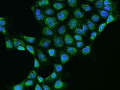 Immunocytochemistry/Immunofluorescence: MRPL45 Antibody [NBP2-97306] - Immunofluorescence staining of MRPL45 in A431 cells. Cells were fixed with 4% PFA, permeabilzed with 0.1% Triton X-100 in PBS, blocked with 10% serum, and incubated with rabbit anti-Human MRPL45 polyclonal antibody (dilution ratio 1:200) at 4C overnight. Then cells were stained with the Alexa Fluor(R)488-conjugated Goat Anti-rabbit IgG secondary antibody (green) and counterstained with DAPI (blue).Positive staining was localized to Cytoplasm.