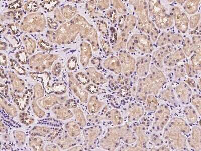Immunohistochemistry-Paraffin: MRPL45 Antibody [NBP2-97306] - Immunochemical staining of human MRPL45 in human kidney with rabbit polyclonal antibody at 1:100 dilution, formalin-fixed paraffin embedded sections.