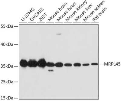 Western Blot MRPL45 Antibody - Azide and BSA Free