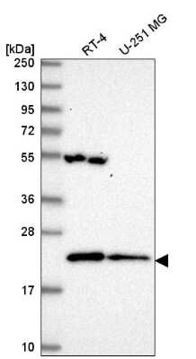 Western Blot MRPL47 Antibody - BSA Free