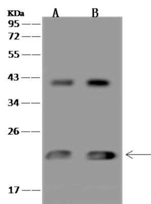 Western Blot MRPL47 Antibody - BSA Free
