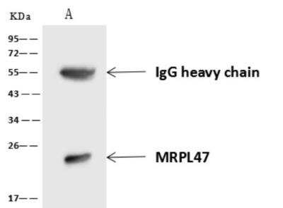 Western Blot MRPL47 Antibody - BSA Free