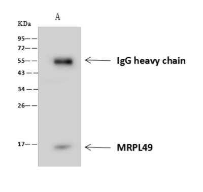 Immunoprecipitation: MRPL49 Antibody [NBP3-06296] - MRPL49 was immunoprecipitated using:Lane A:0.5 mg Jurkat  Whole Cell Lysate4 uL anti-MRPL49 rabbit polyclonal antibody and 60 ug of Immunomagnetic beads Protein AG.Primary antibody:Anti-MRPL49 rabbit polyclonal antibody,at 1:100 dilution Secondary antibody:Goat Anti-Rabbit IgG (H+L)HRP   at 110000 dilutionDeveloped using the ECL technique.Performed under reducing conditions.Predicted band size: 19 kDaObserved band size: 17 kDa