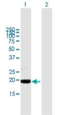 Western Blot: MRPL49 Antibody [H00000740-B01P] - Analysis of MRPL49 expression in transfected 293T cell line by MRPL49 polyclonal antibody.  Lane1:MRPL49 transfected lysate(18.26 KDa). Lane2:Non-transfected lysate.