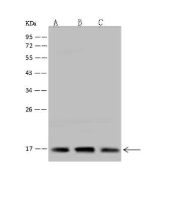 Western Blot: MRPL49 Antibody [NBP3-06296] - Anti-MRPL49 rabbit polyclonal antibody at 1:500 dilutionLane A: Jurkat Whole Cell LysateLane B: RT4 Whole Cell LysateLane C: U-251 MG Whole Cell LysateLysates/proteins at 30 ug per lane.SecondaryGoat Anti-Rabbit IgG (H+L) HRP at 110000 dilution.Developed using the ECL technique.Performed under reducing conditions.Predicted band size:19 kDaObserved band size:17 kDa