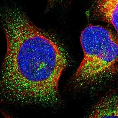 Immunocytochemistry/ Immunofluorescence MRPL50 Antibody